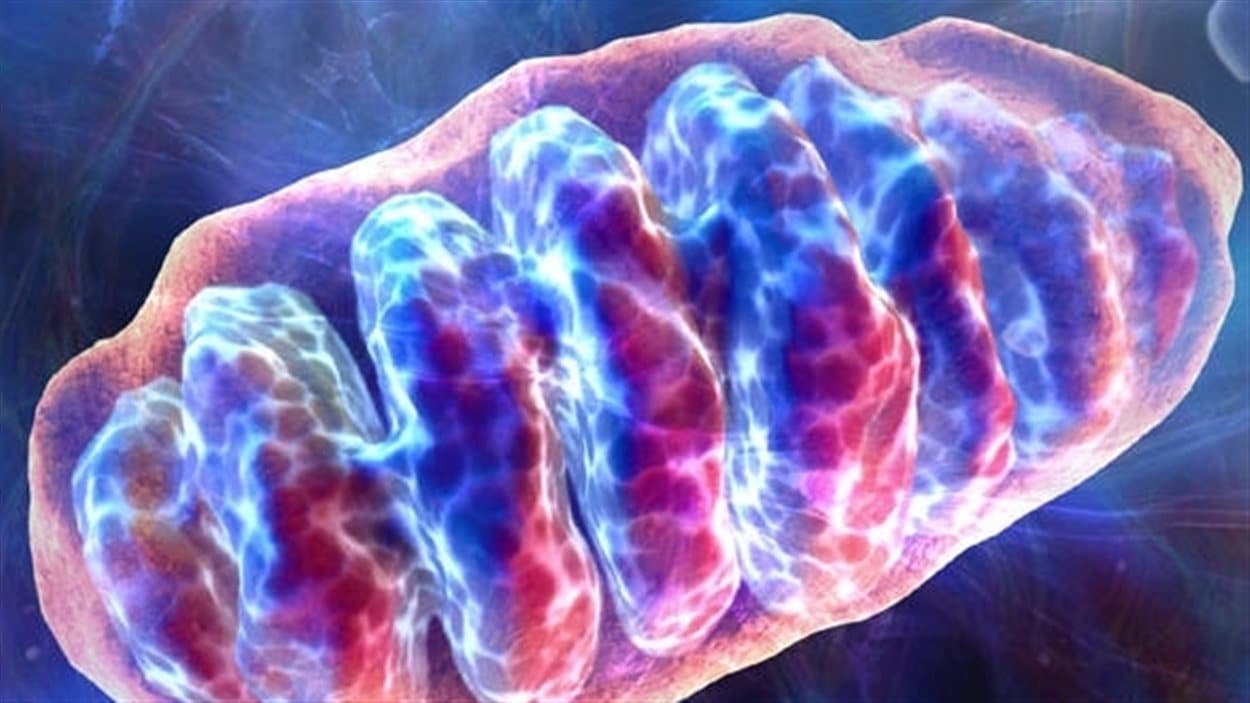 La mitochondrie est le lieu de la respiration cellulaire, ou usine énergétique de la cellule