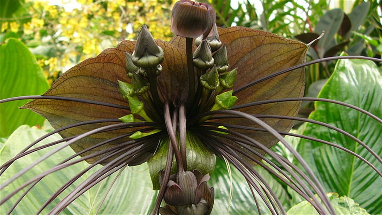 Une fleur de plante chauve-souris