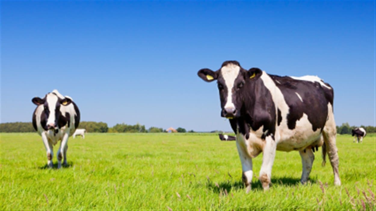 Des vaches dans un champ
