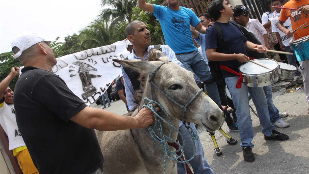Des citoyens voulaient qu'un âne soit candidat aux élections en Équateur