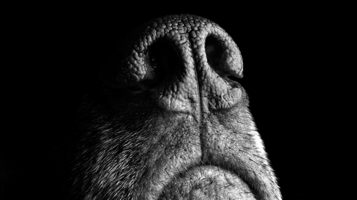Le nez d'un chien