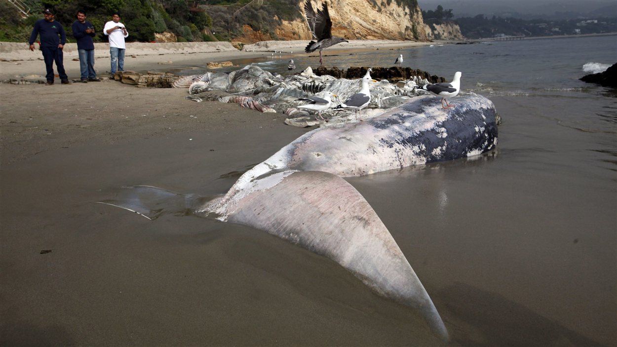 La carcasse d'une baleine échouée sur une plage de Malibu, en Californie