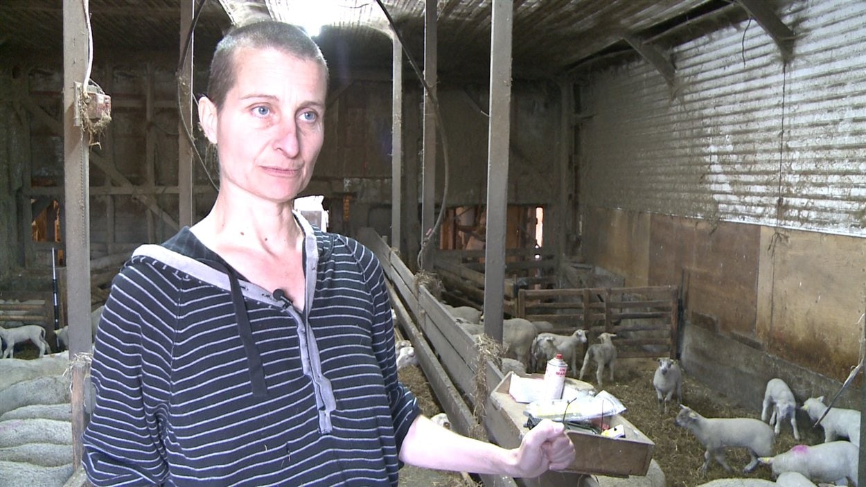 Gaspésie des algues et des agneaux RadioCanada