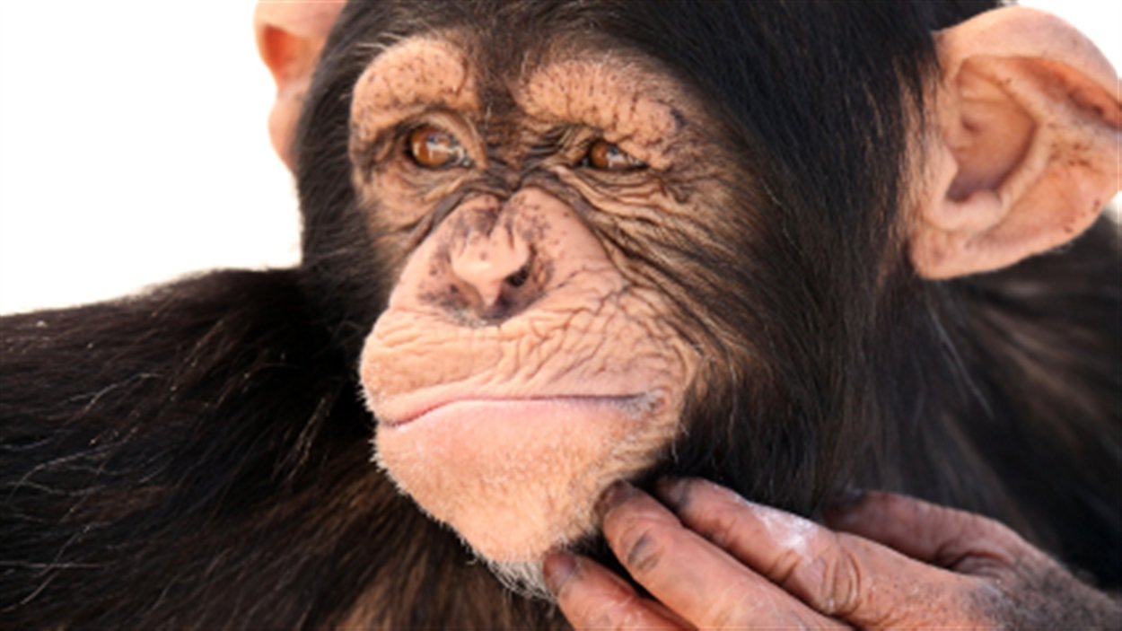 Air Canada peut refuser les primates sur ses avions RadioCanada