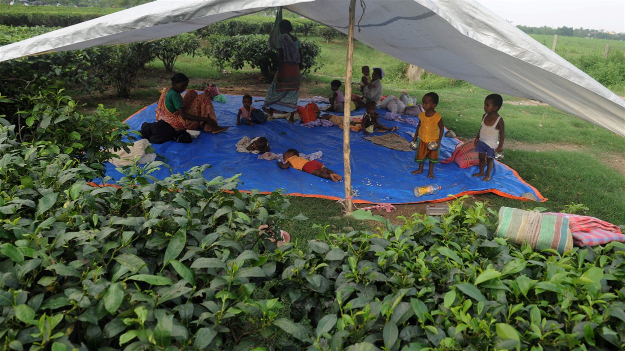 Des enfants de travailleurs indiens attendent sous une tente leurs parents qui travaillent dans un champ de thé. 
