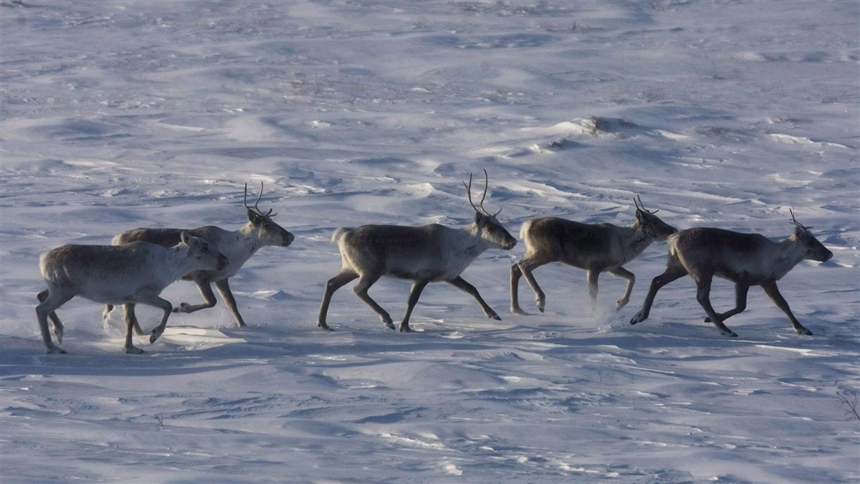 Des caribous au Nunavut