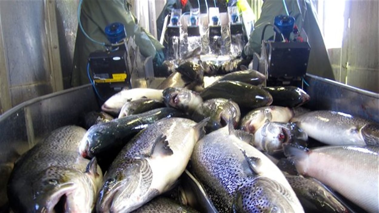 La FDA a également conclu que le saumon OGM est aussi sûr pour la santé que le saumon Atlantique d’élevage. 