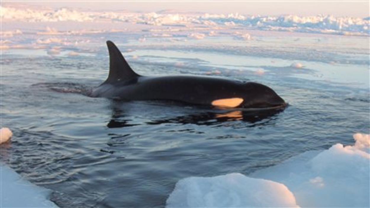 Les orques piégées dans la baie d'Hudson sont hors de danger | Radio-Canada