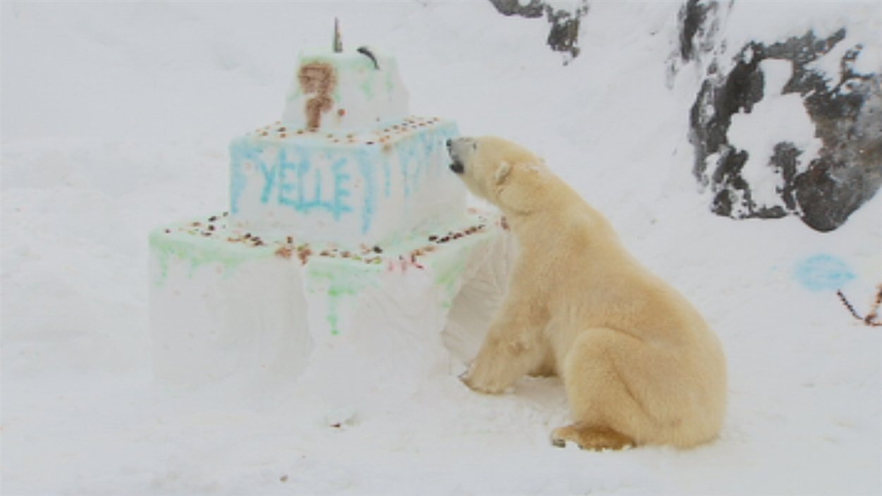 Un Gateau Surprise Pour L Ours Yelle Radio Canada Ca