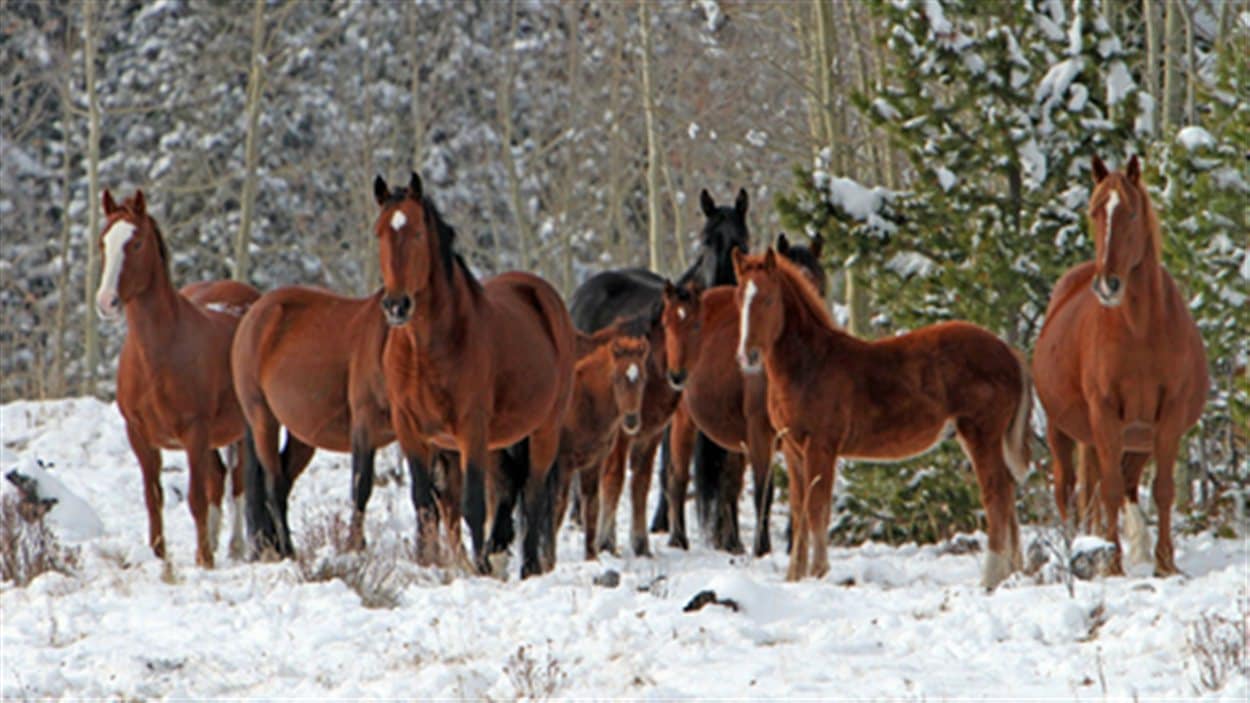 Un groupe albertain revendique la protection des chevaux sauvages.