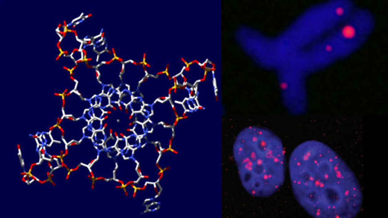 La structure quadruple d'ADN