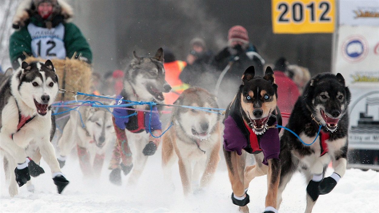 La meute de chiens de Page Drobny mène le bal au départ de la course internationale de traîneau à chiens Yukon Quest, le 4 février 2012 à Fairbanks en Alaska.