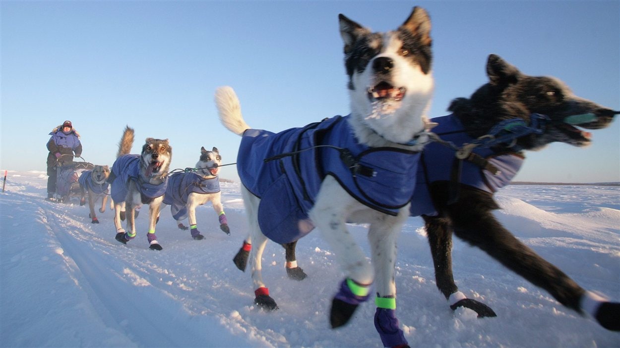 Dans cette photo du 7 février 2012, Misha Pedersen et ses chiens remontent la rivière Yukon gelée, après avoir quitté l'étape de Circle City en Alaska, durant la course internationale de traîneau à chiens Yukon Quest.