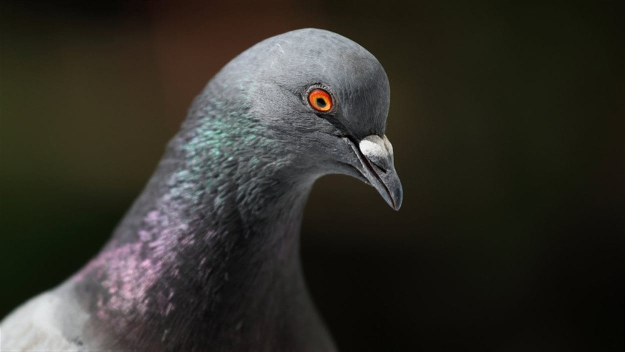 Un pigeon