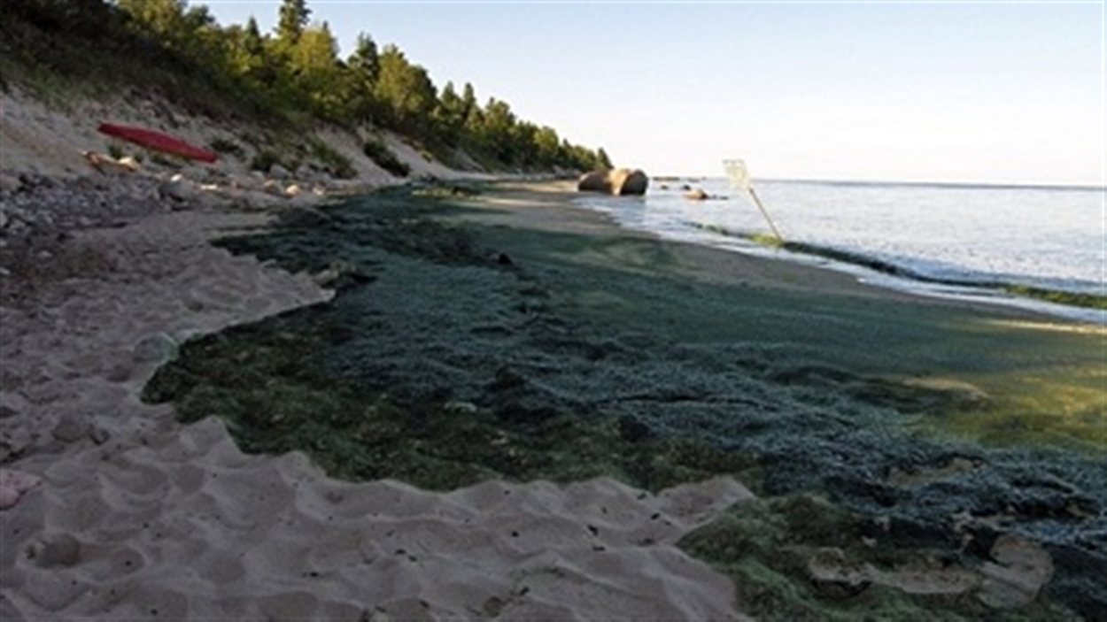 Des algues sur une plage du lac Winnipeg