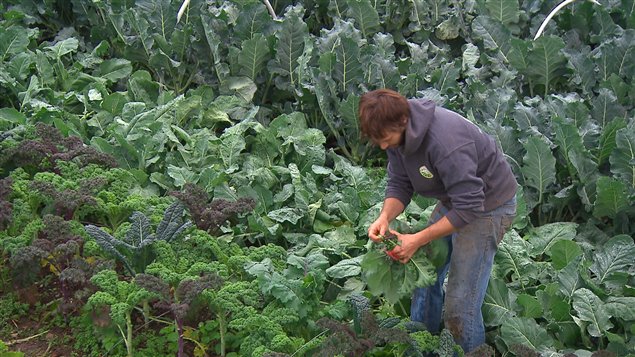 Jean-Martin Fortier dans les Jardins de la Grelinette qu'il a créés à Saint-Armand avec sa compagne Maude-Hélène Desroches.