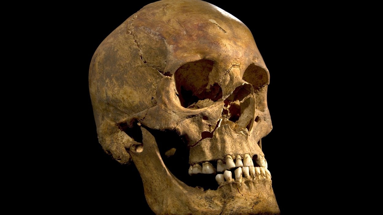 Photo du crâne du squelette retrouvé lors de recherches archéologiques à Leicester, au Royaume-Uni, et qui pourrait être celui du Roi Richard III, qui règna sur l'Angleterre de 1483 à sa mort en 1485.