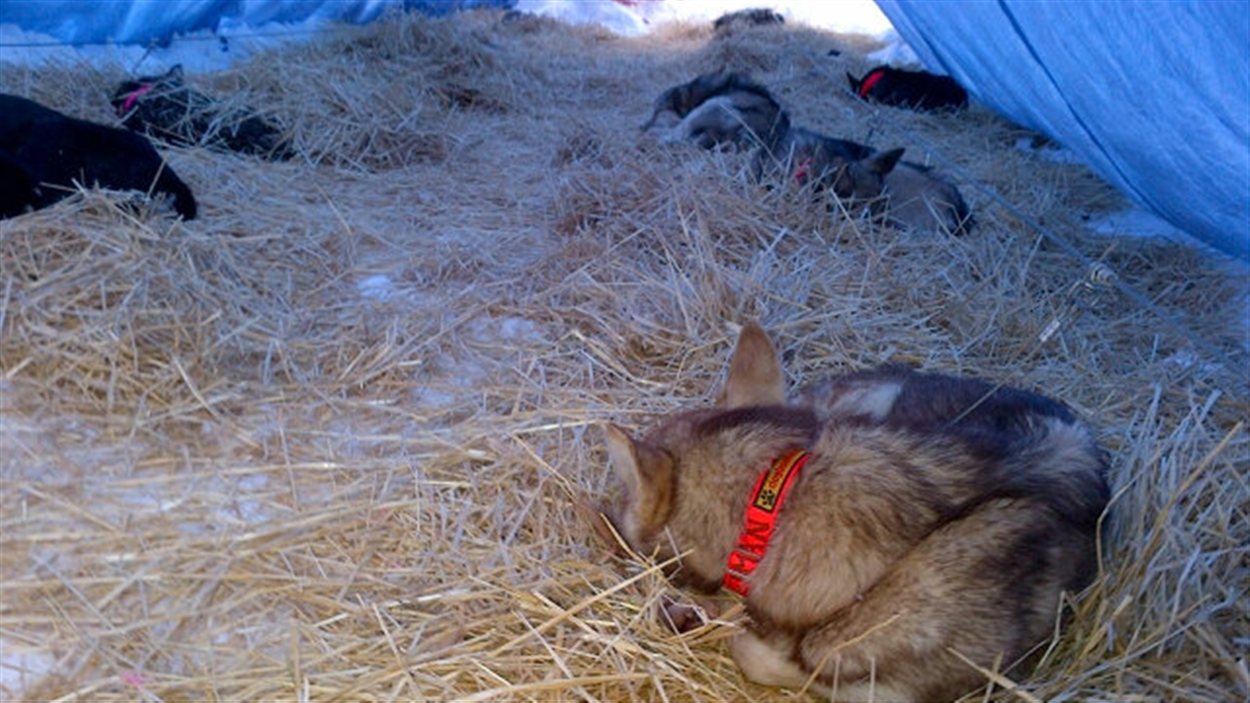 Des chiens de traîneaux se reposent au cours des 40 heures de pause obligatoire à la mi-étape du Yukon Quest 2013.