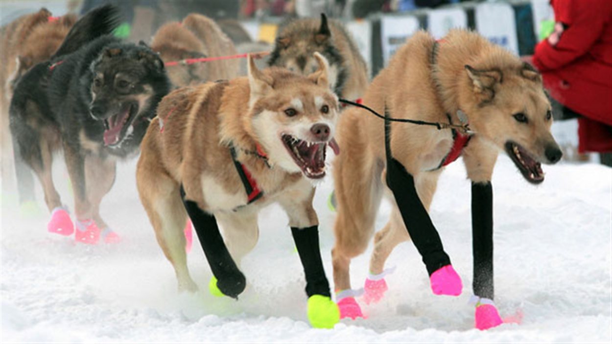 Les chiens de l'attelage de Jake Berkowitz au Yukon Quest en 2012.