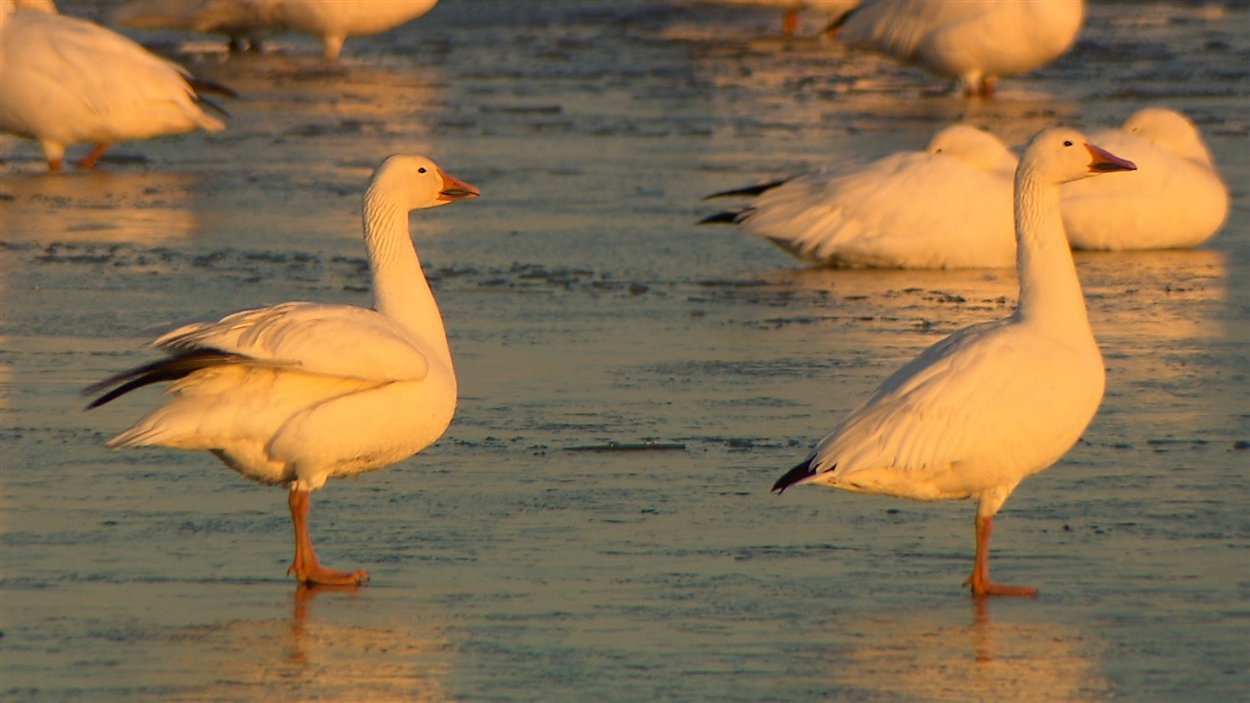 Les oies blanches se font attendre à BaieduFebvre RadioCanada.ca