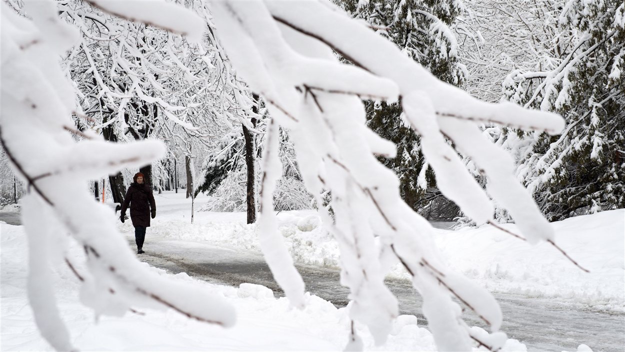 Plusieurs branches d'arbres ont cédé sous le poids de la neige.