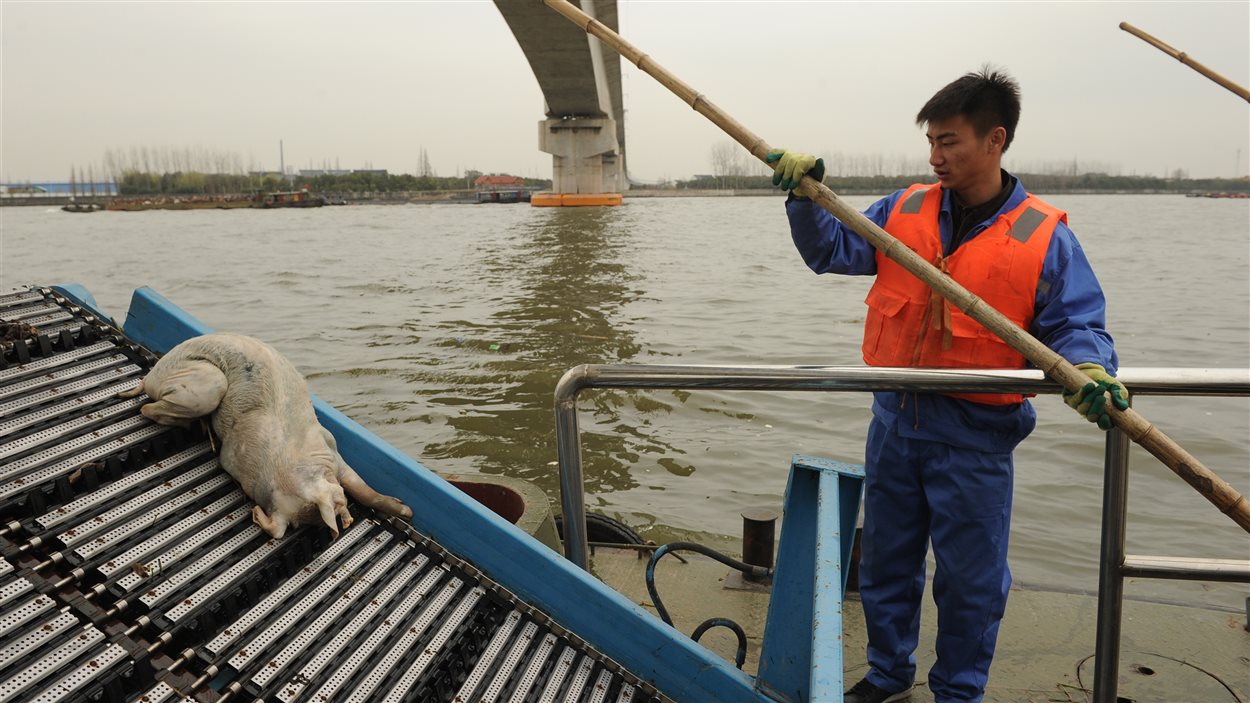 Un travailleur retire un cadavre de porc du cours d'eau qui traverse la ville de Shanghai.