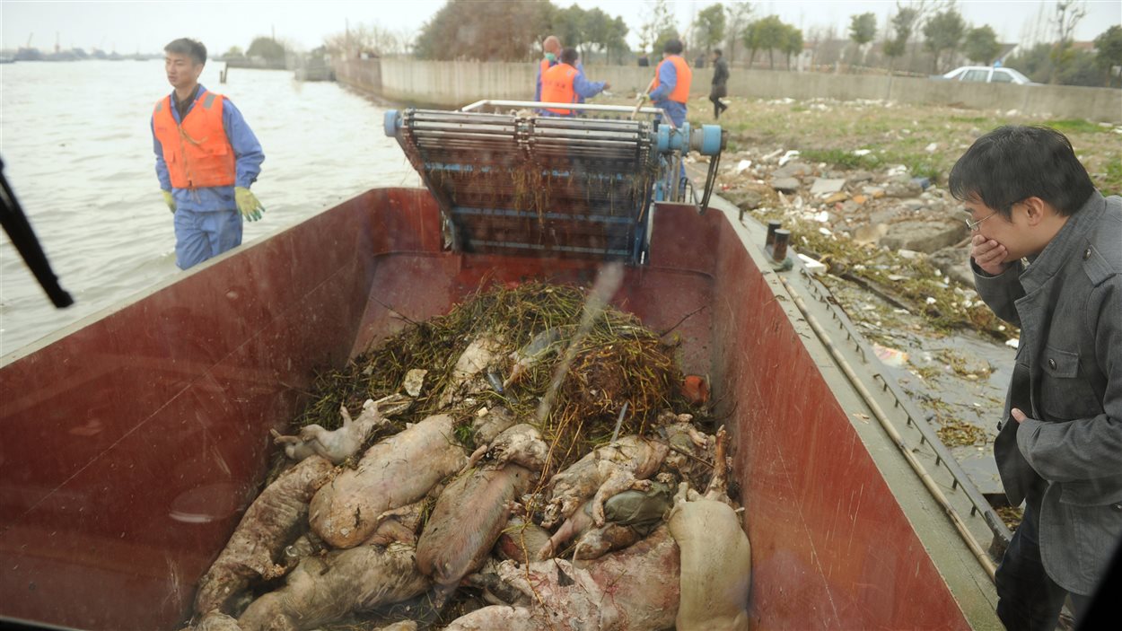 Des carcasses de porcs sont entassés dans ce conteneur à Shanghai.