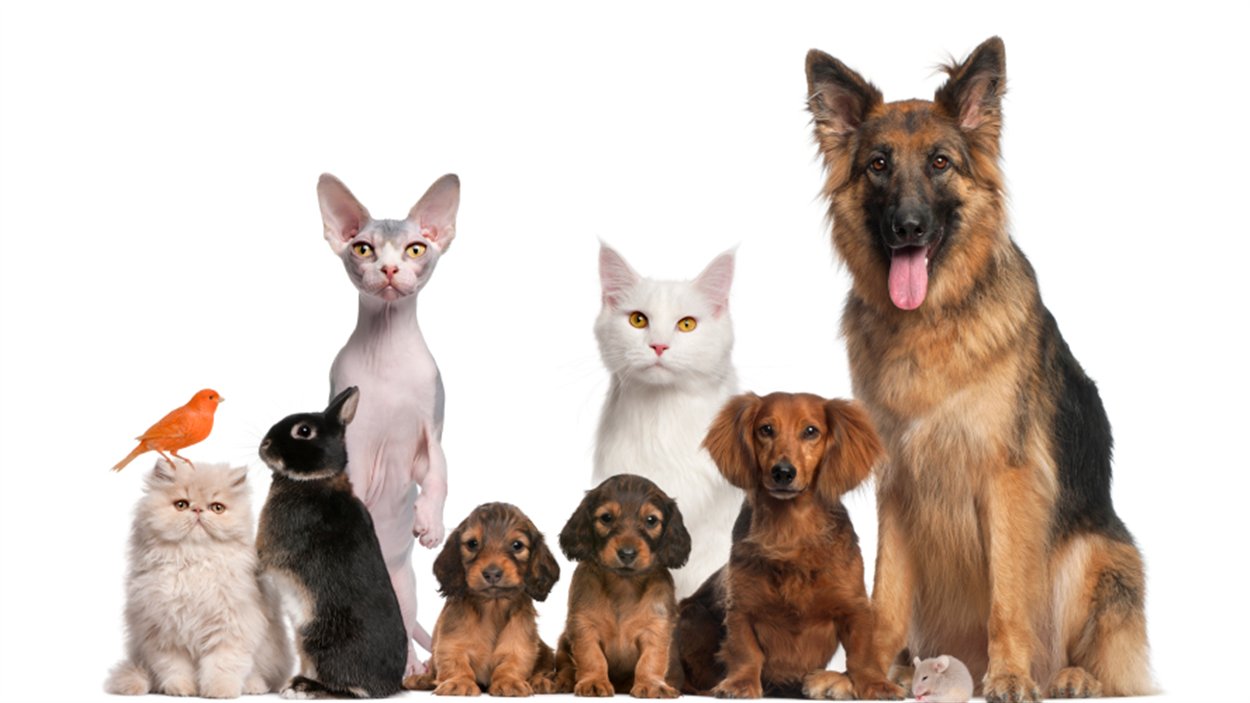 10 Conseils Pour L adoption D un Animal De Compagnie 10 Conseils Pour 10 Conseils Pour L adoption D un Animal De Compagnie 10 Conseils Pour