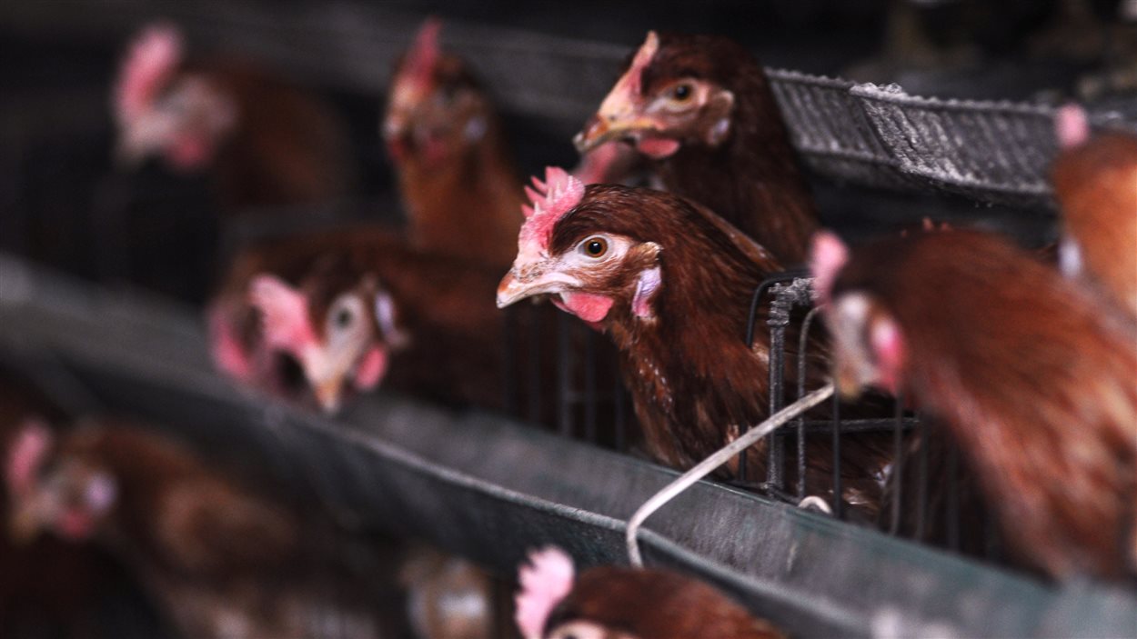 Les fermes de poulets sont sous surveillance dans l'est de la Chine, comme celle-ci, située dans le district de Zouping dans la province de Shandong.