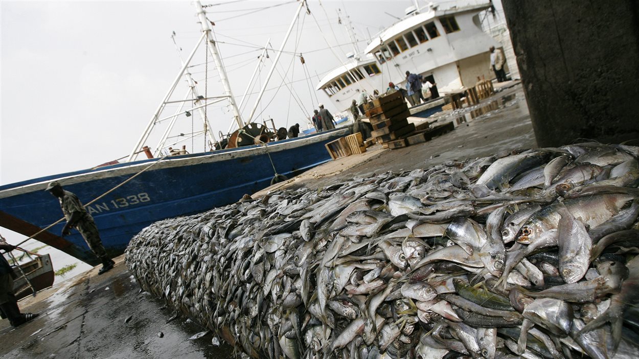 Poissons saisis à bord de deux bateaux chinois, interceptés dans les eaux de la Côte d’Ivoire pour avoir utilisé du chalutage par le fond, une pratique interdite par les lois ivoiriennes. (27 décembre 2007).
