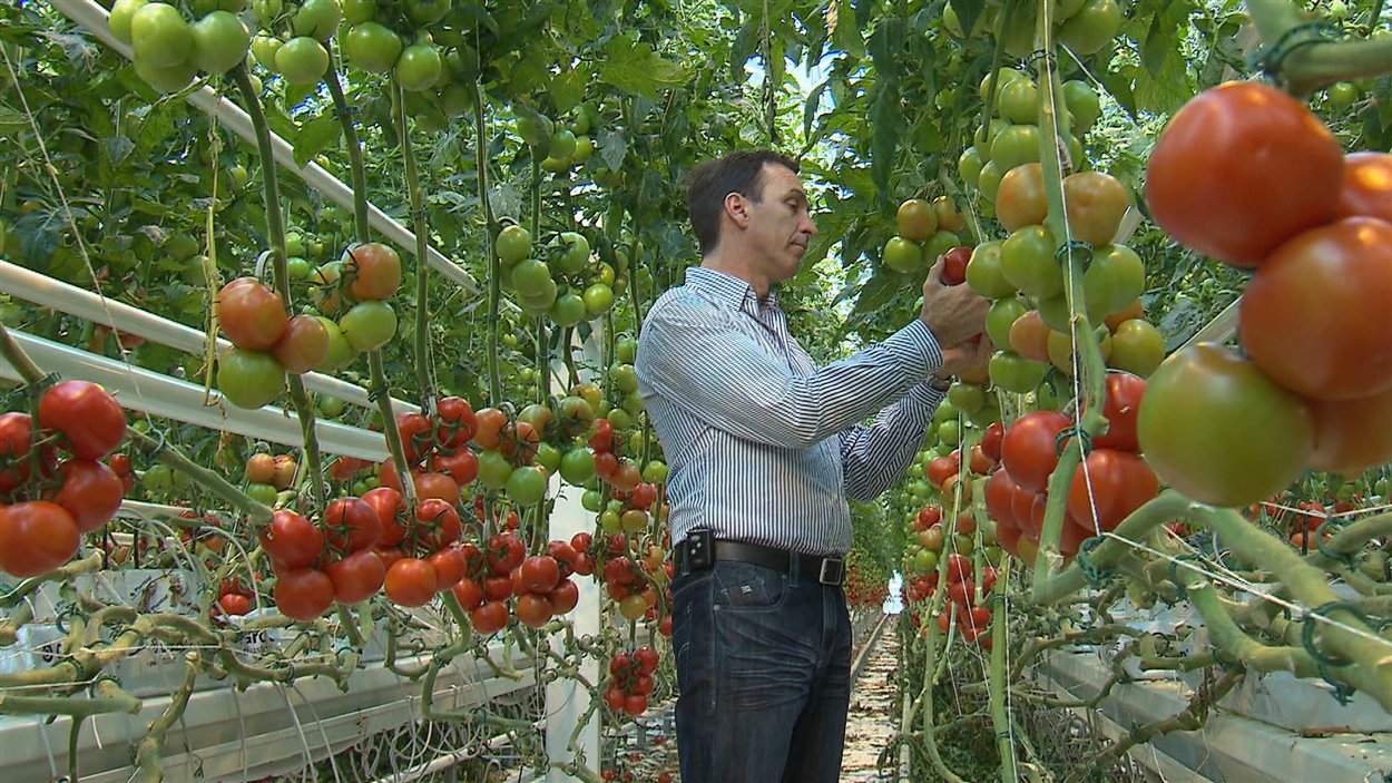L'agronome Jacques Demers dans une des serres de l'entreprise familiale à Saint-Nicolas.