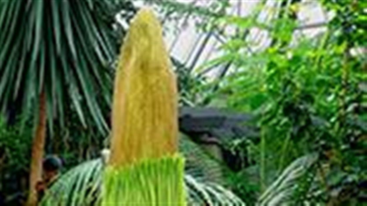 La fleur Arum titan au conservatoire Muttart à Edmonton