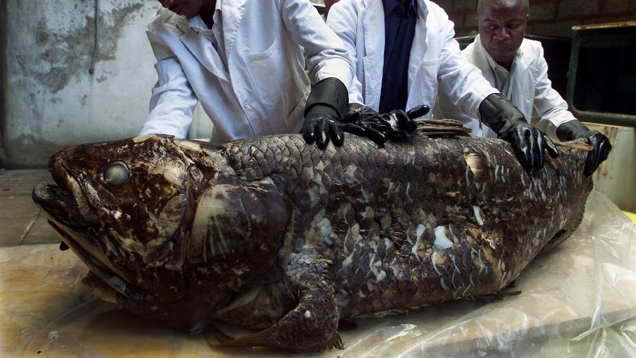 Un spécimen attrapé dans le filet de pêcheurs kenyens en 2001.