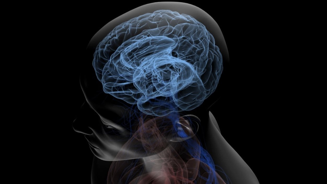 La chimie du cerveau