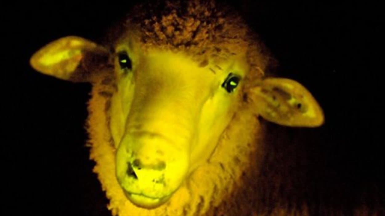 Un mouton fluorescent