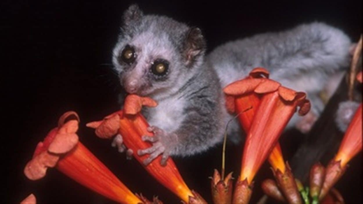 Lémurien nain de Madagascar (Cheirogaleus)