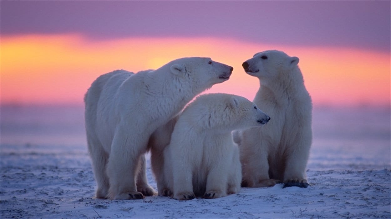 Ours polaire