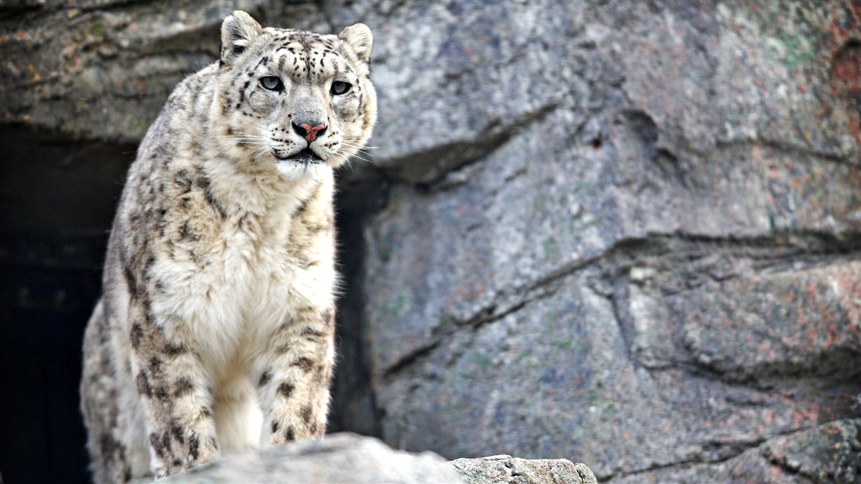 Zoo De Calgary Mort D Un Bebe Leopard Des Neiges Radio Canada Ca