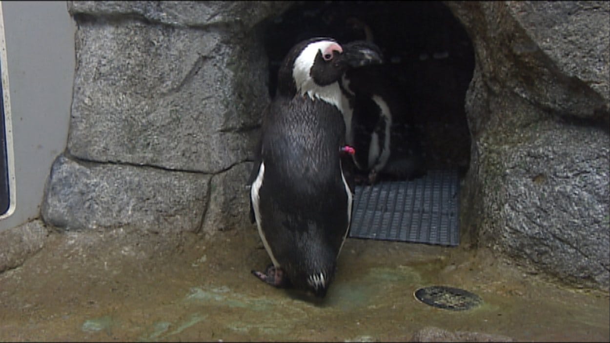 Que Cachent Les Manchots Pix Le zoo du parc Assiniboine accueille trois manchots du Cap | Radio-Canada.ca