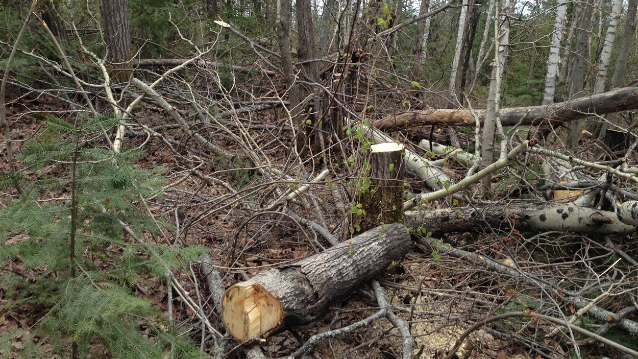 Une Centaine D Arbres Abattus Illegalement A Val D Or Radio Canada Ca