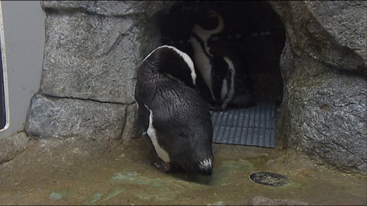 Que Cachent Les Manchots ? Le zoo du parc Assiniboine accueille trois manchots du Cap | Radio-Canada.ca