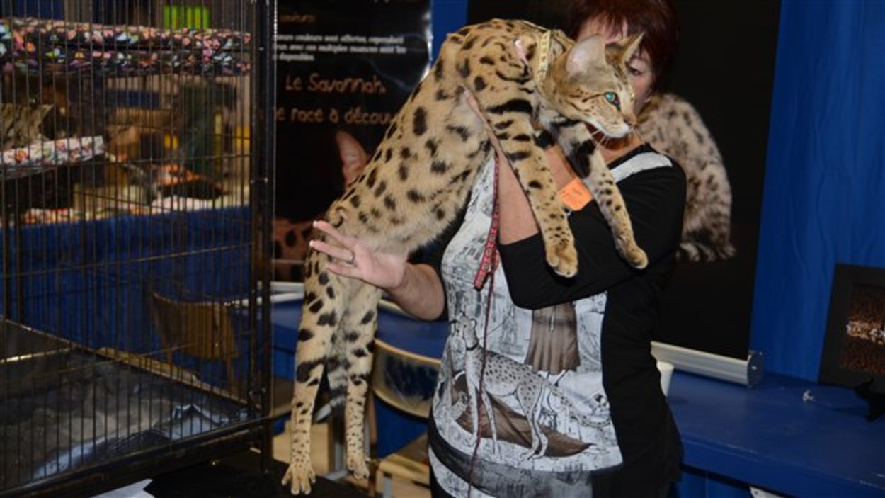 8e Salon des animaux de compagnie de l'Abitibi