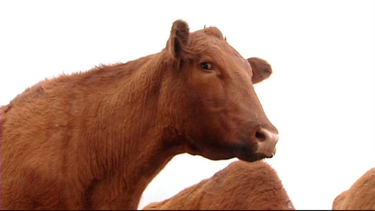 Une vache de l'Alberta, en mai 2013.