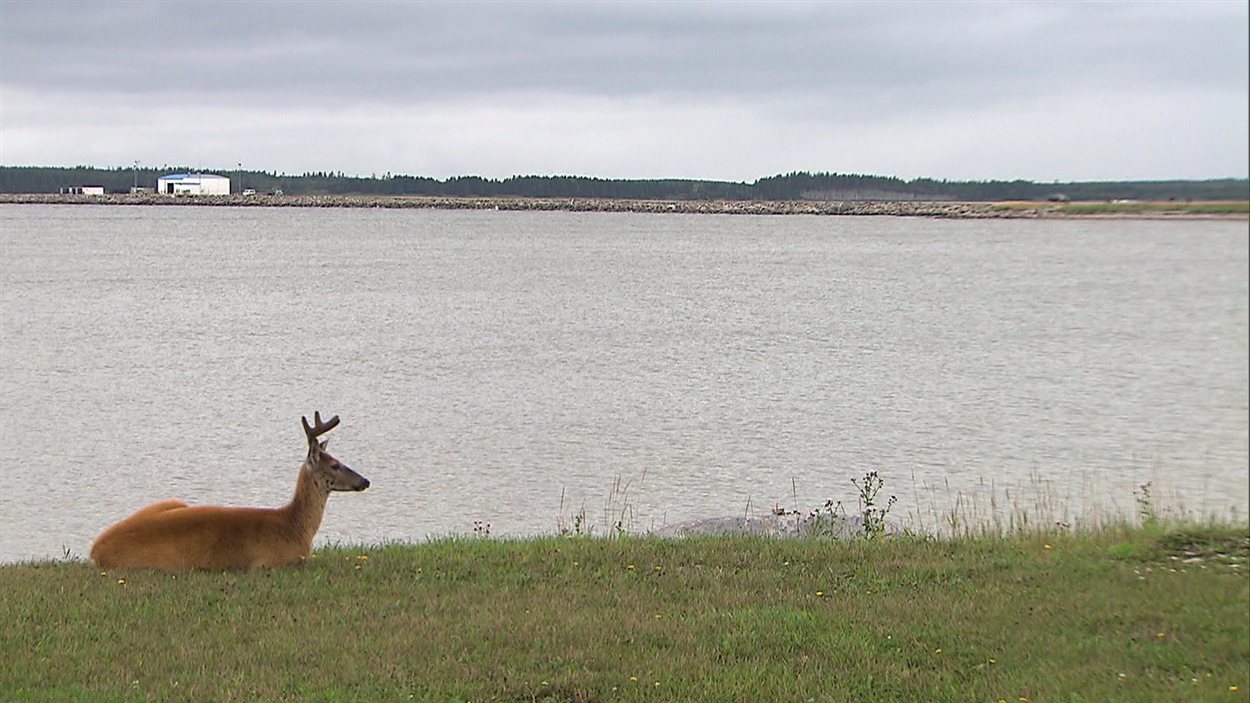 L'île d'Anticosti