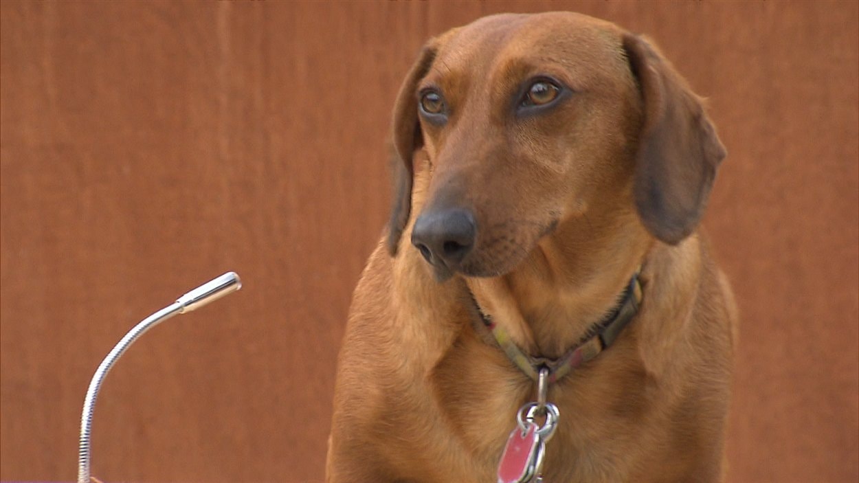 teckels_fta_Dachshund