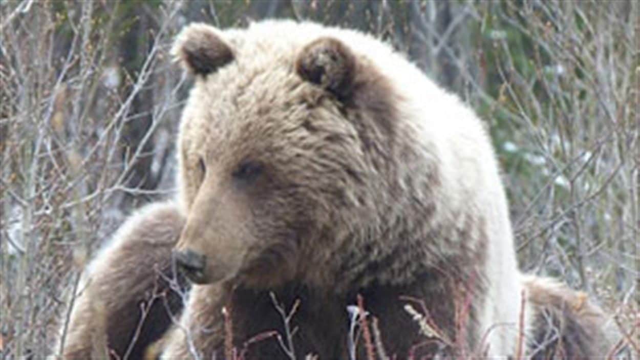 Ce grizzly a été tué le 22 mai au Yukon
