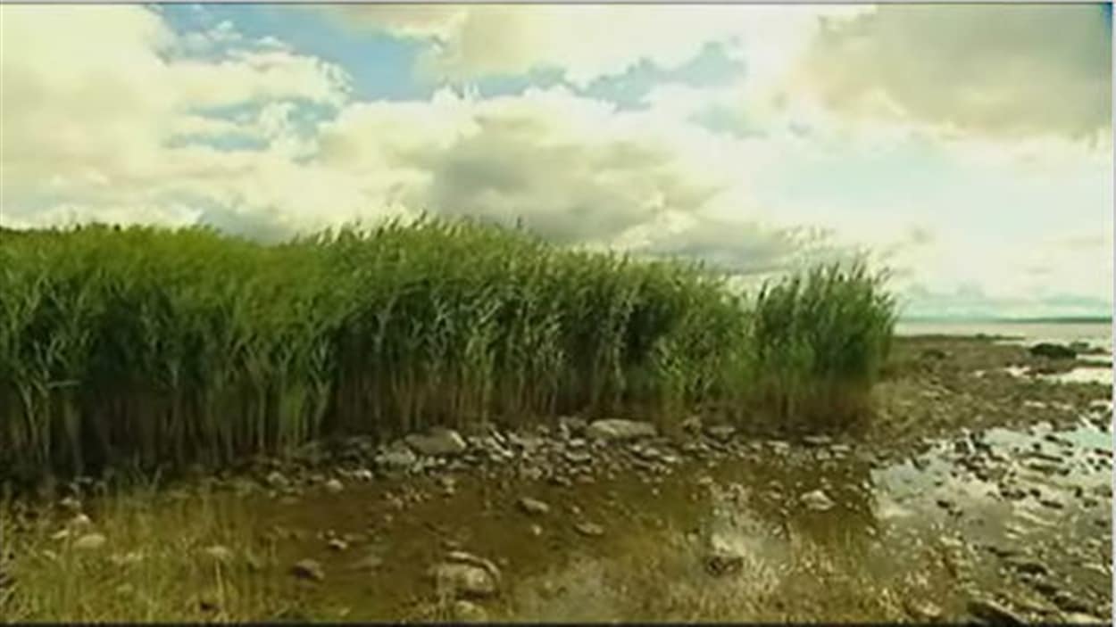 Une plante envahissante sur les berges de la Saint-Charles
