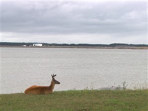 L'île d'Anticosti