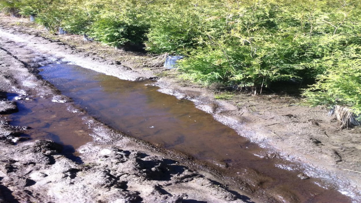 Une flaque d'eau sur le terrain de Claire Durocher à Saint-André d'Argenteuil.