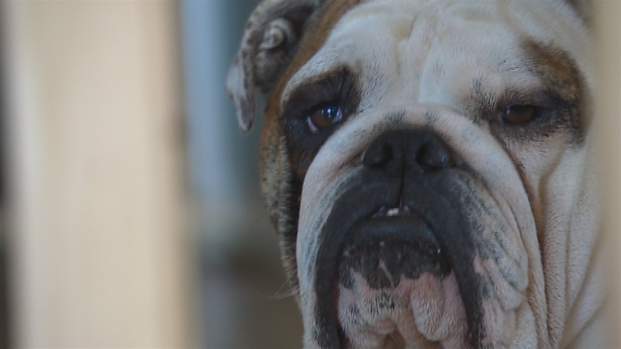 La propri taire d un refuge canin bout de souffle Radio Canada